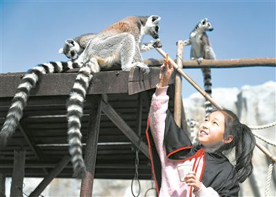 小學生與環(huán)尾狐猴互動。張進剛攝